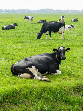 black and white fresian holstien dairy cattle in a field of grass pasture