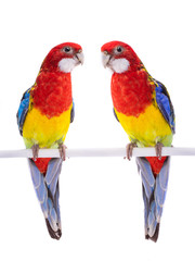 Fototapeta na wymiar two parrot Rosella parrot isolated
