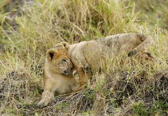 Fototapeta na wymiar The lion cubs playing at Masai Mara, Kenya