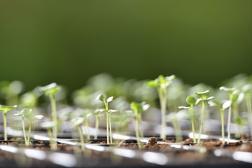 Young plants growing in nursery tray in the garden