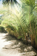 natural background of palm tree pattren