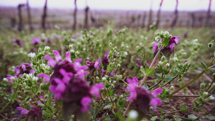 Obraz premium flowers in garden
