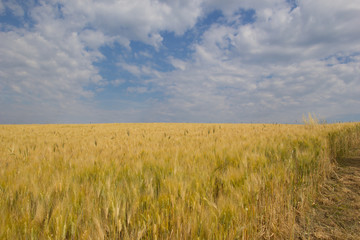 Weizenfeld im sommer,