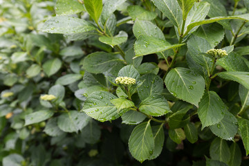 雨に濡れる紫陽花