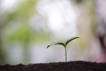 Young green sappling plant with dew growing