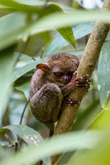 tarsier philipines small