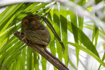 tarsier philipines small