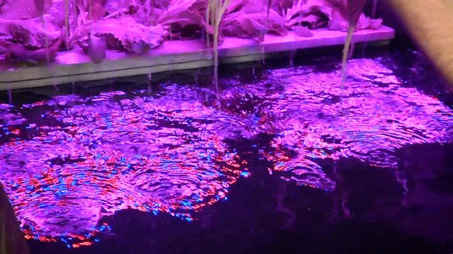 Growing plants by aquaponics under special lamps