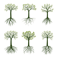 Obraz premium Green Spring Trees with Leaves. Vector Illustration.