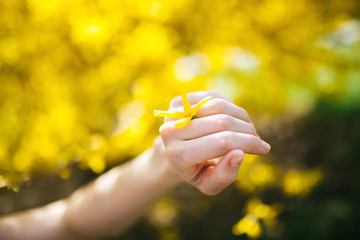 Hands holds spring yellow flowers are on a natural background. Freedom and Love Nature Consept