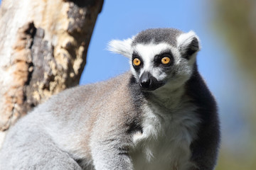 Katta / Ring-tailed Lemur / Lemur catta