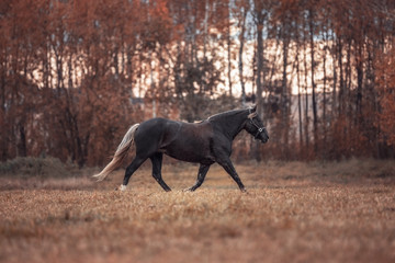 Obraz na płótnie Canvas portrait of mare horse trotting in the field in autumn landscape