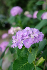 Fototapeta premium 紫陽花 千葉 船橋 flower 海老川 hydrangea 紫