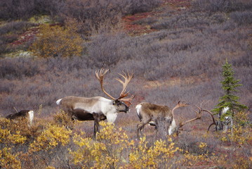 Beautiful Caribous in wilderness in Alaska