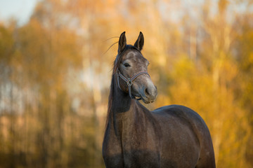 portrait of beautiful young grey horse in autumn landscape