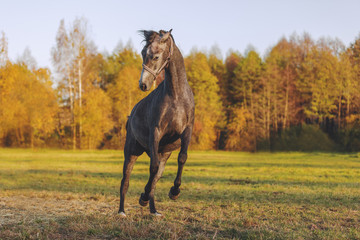 young grey horse jumping and galloping in the green field