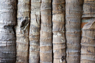 texture of coconut trees
