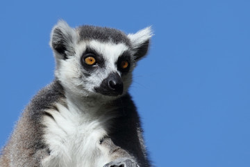Obraz premium Katta / Ring-tailed Lemur / Lemur catta