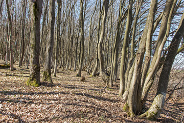 Obraz premium Spring awakening: Forest of hornbeams (Carpinus betulus)