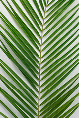 Tropical palm leaves on light background as abstract background