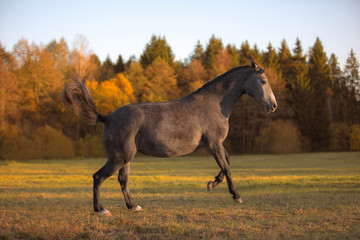 Fototapeta na wymiar portrait of galloping young grey mare in the field