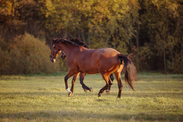 horses galloping in the green field