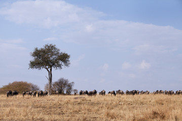 The wildebeests grazing in Savannah grassland