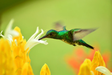 Obraz premium A Blue-chinned Sapphire hummingbird feeds on a yellow Shrimp plant.
