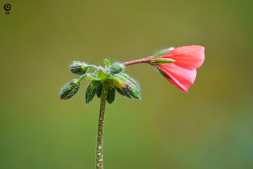 dragonfly on flower