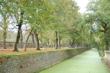 ヨーロッパの木々