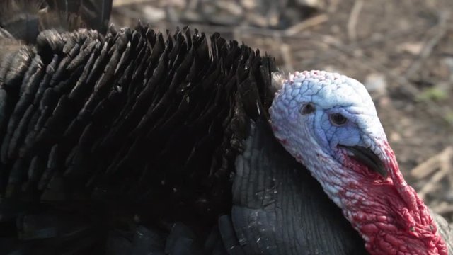 Meleagris gallopavo in the farm yard slow motion