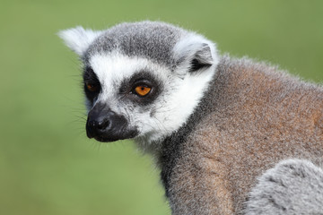 Katta / Ring-tailed Lemur / Lemur catta