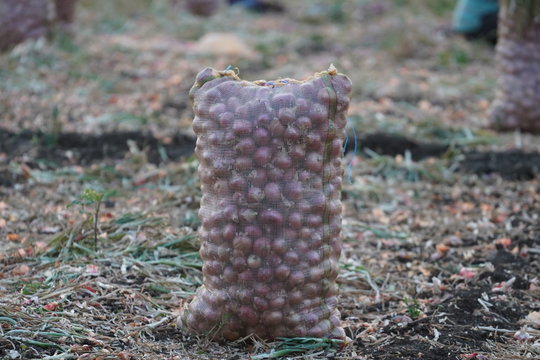 Onion Bag