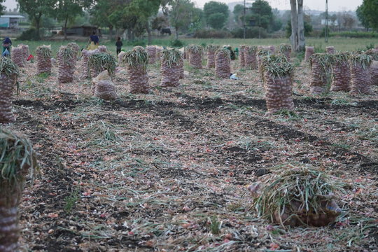 Onion Farming