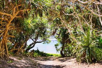 Tropical vegetation flanking a path to the beach on Zamami, Okinawa