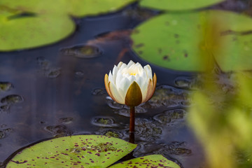 Water lily flower opening