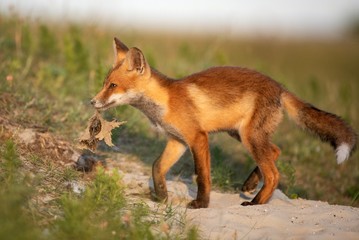Naklejka na ściany i meble Little Red Fox near his hole in beautiful evening light