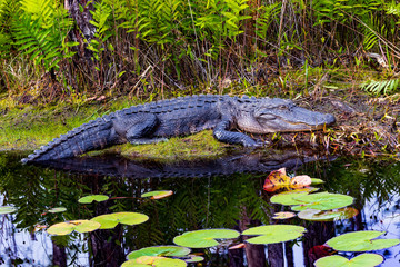 American alligator resting on bank