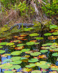 Small alligator on okefenokee swamp bank, with lily pads in foreground.
