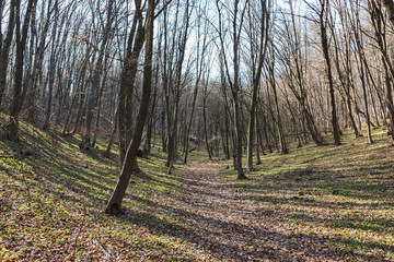Spring awakening: Forest of hornbeams (Carpinus betulus)