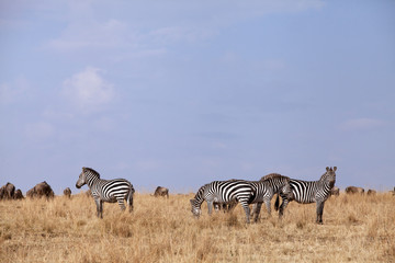 Fototapeta na wymiar Zebra in the savannah grassland of Masai Mara