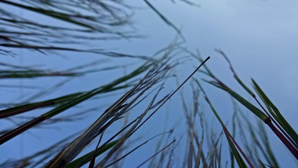 Close up picture of the grass