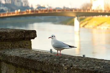 Möwe auf der Mauer