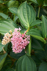 Medinilla speciosa