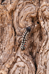 Larva of emperor moth on a tree trunk