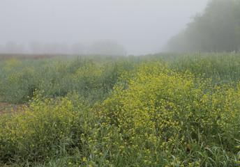 Fototapeta na wymiar Country pictures taken in a foggy morning.