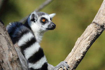 Fototapeta premium Katta / Ring-tailed Lemur / Lemur catta