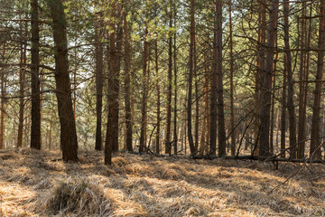 Obraz premium An old pine forest on the edge of a field with a blue sky on the horizon. Pine forest on the border with the field in the early spring