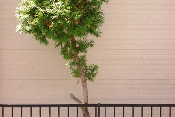  Outer wall siding and tree