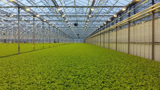 AERIAL. Top view of green fresh salad in hydroponic farm. Modern greenhose. Healthy organic food. Mooving back camera.